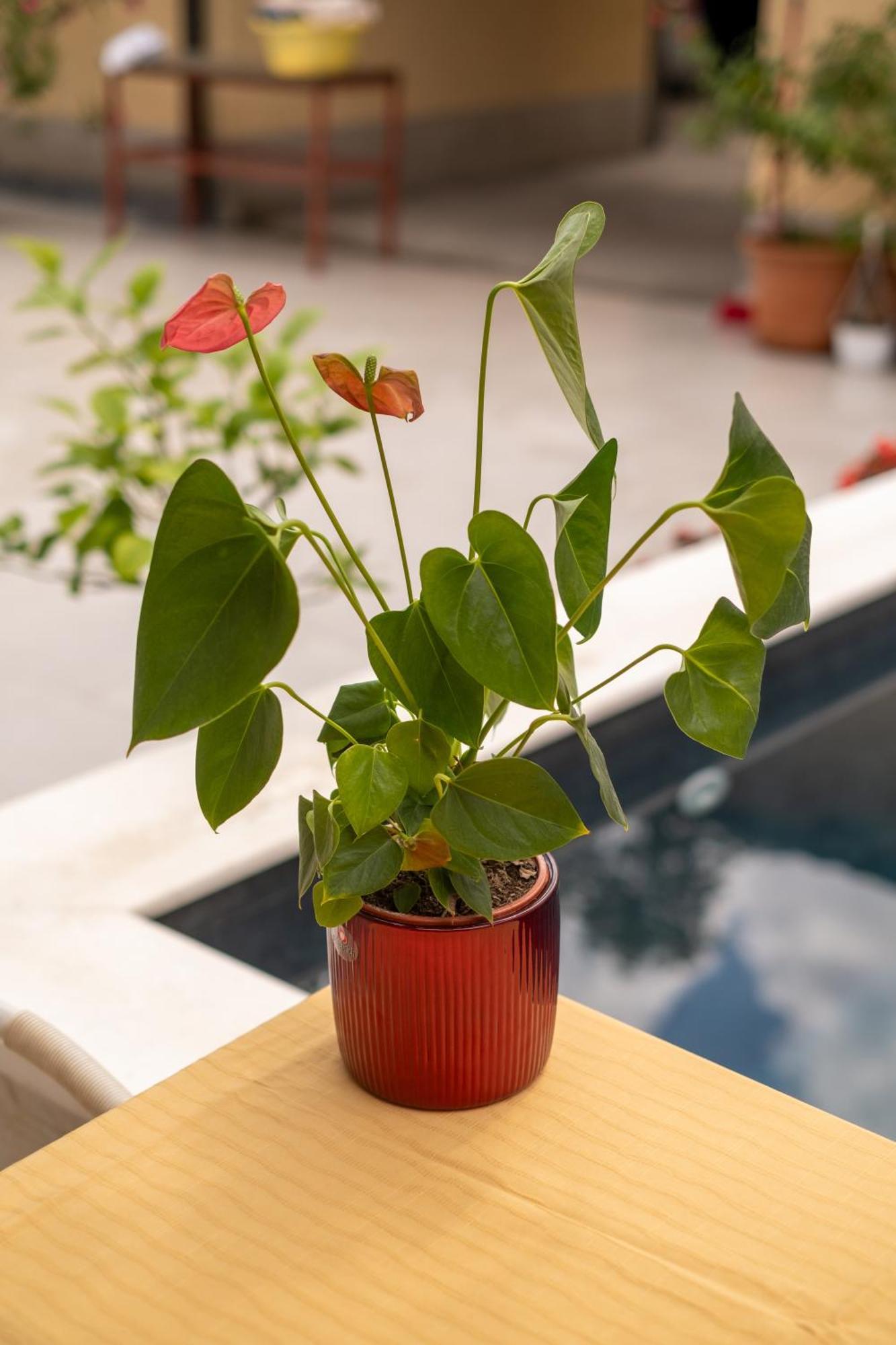 Guesthouse Rose ซาราเยโว ภายนอก รูปภาพ